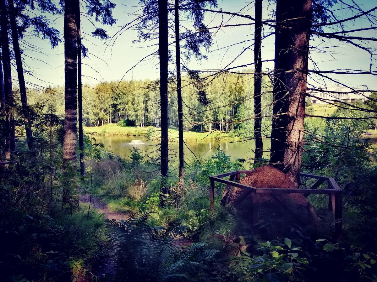 Каждый муравейник в лесу огорожен. Фото: Мир квартир