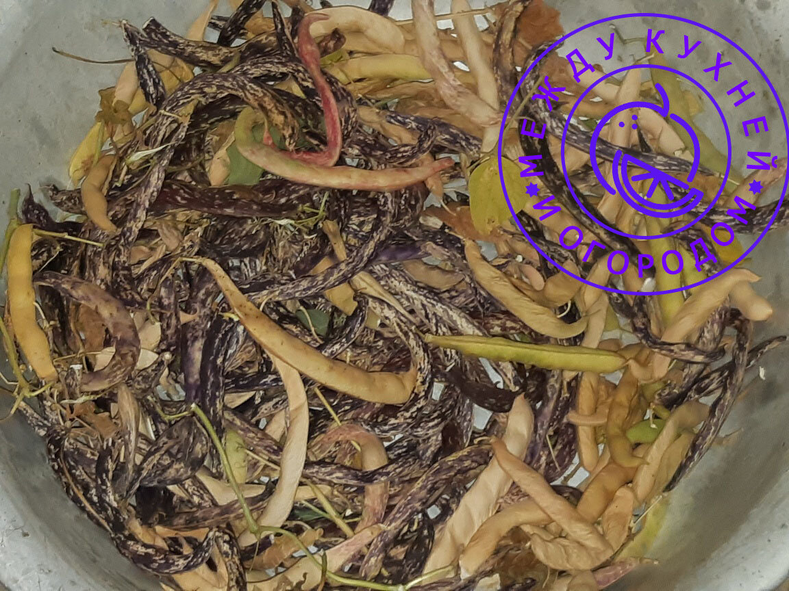 Это вот фасоль на зерно. Шелушить буду позже.