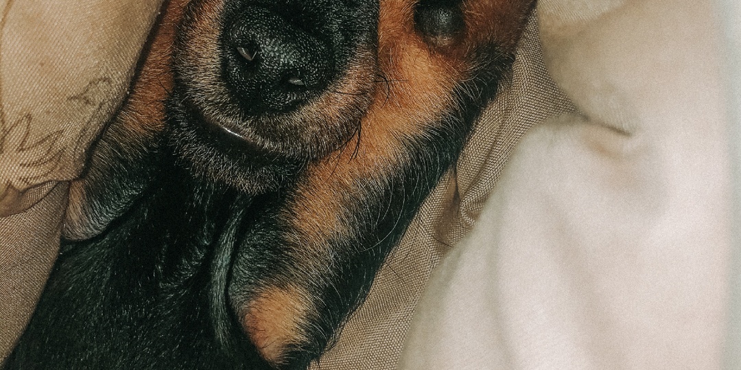 Как быстро помочь щенку