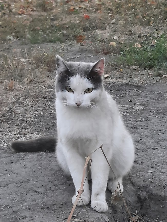 Такой подлянки кот от меня не ожидал.... В конце расскажу....