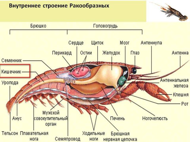 Паразитические черви