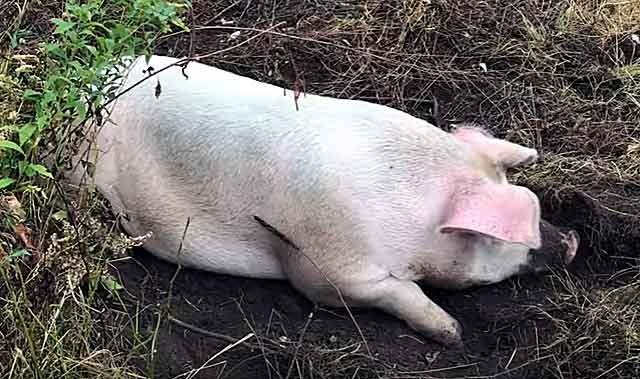 Свинья загуляла. Половая охота у свиноматок. Свинья загуляла. Проявление охоты у свиней. Эстрофан для свиней для охоты.