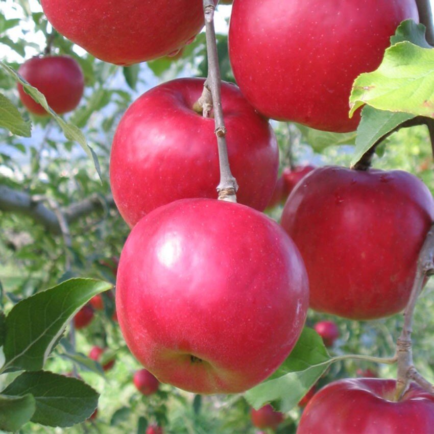 blog.sizen-kankyo.com Яблоня Афродита