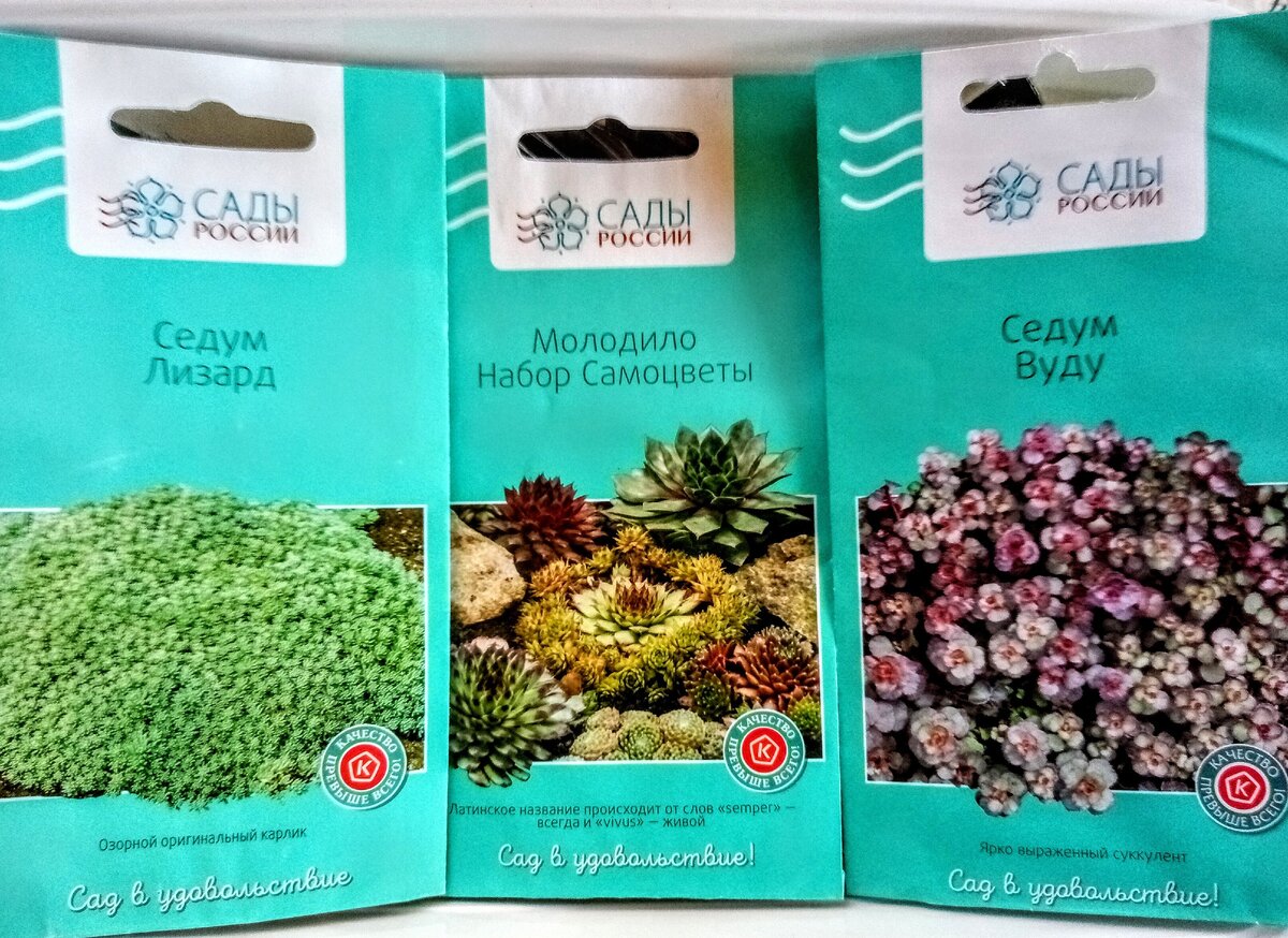 Очиток смесь сортов выращивание из семян