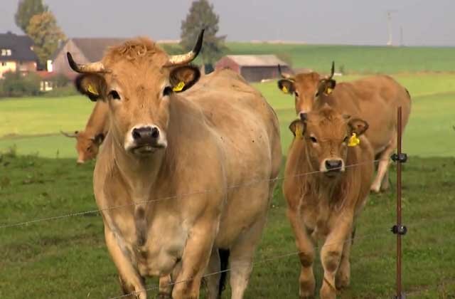 Сколько весят коровы | Знай ферму | Дзен