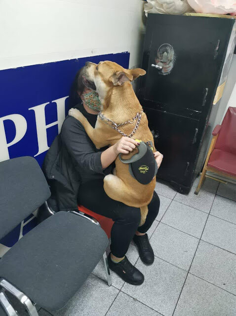 Это испуганный песик на ручках у мамы