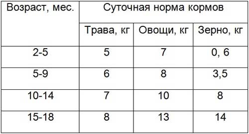 Технология откорма телят на мясо в регионе с интенсивным земледелием