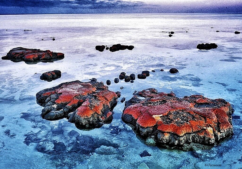 Примитивные морские водоросли сохранились до сих пор на Земле 