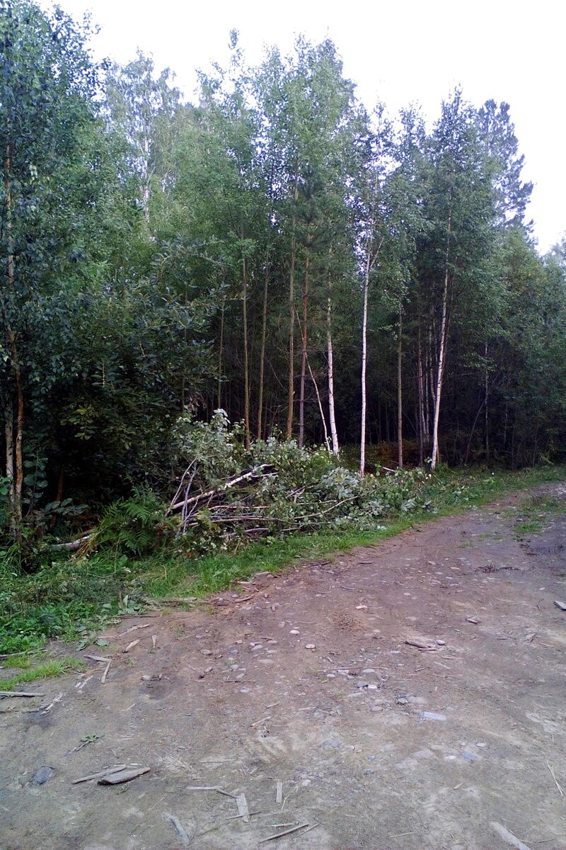 Дремучий лес...
