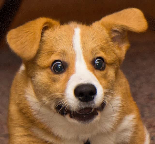 Удивительная собачка дорги