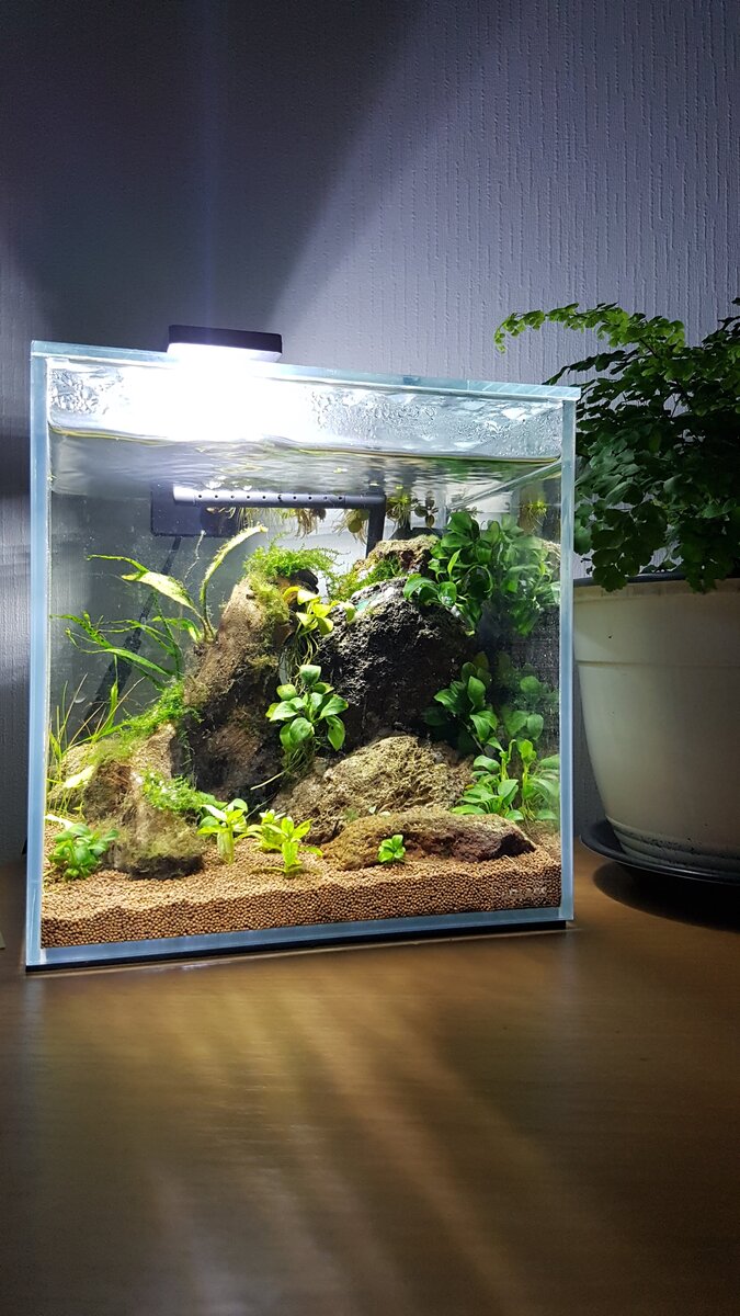 Нано аквариум 10 литров . Фото Ю.Крот