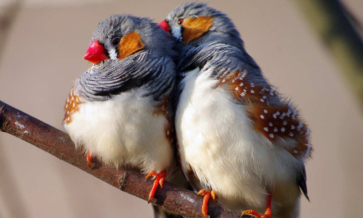 Источник фото: https://tampopugai.ru