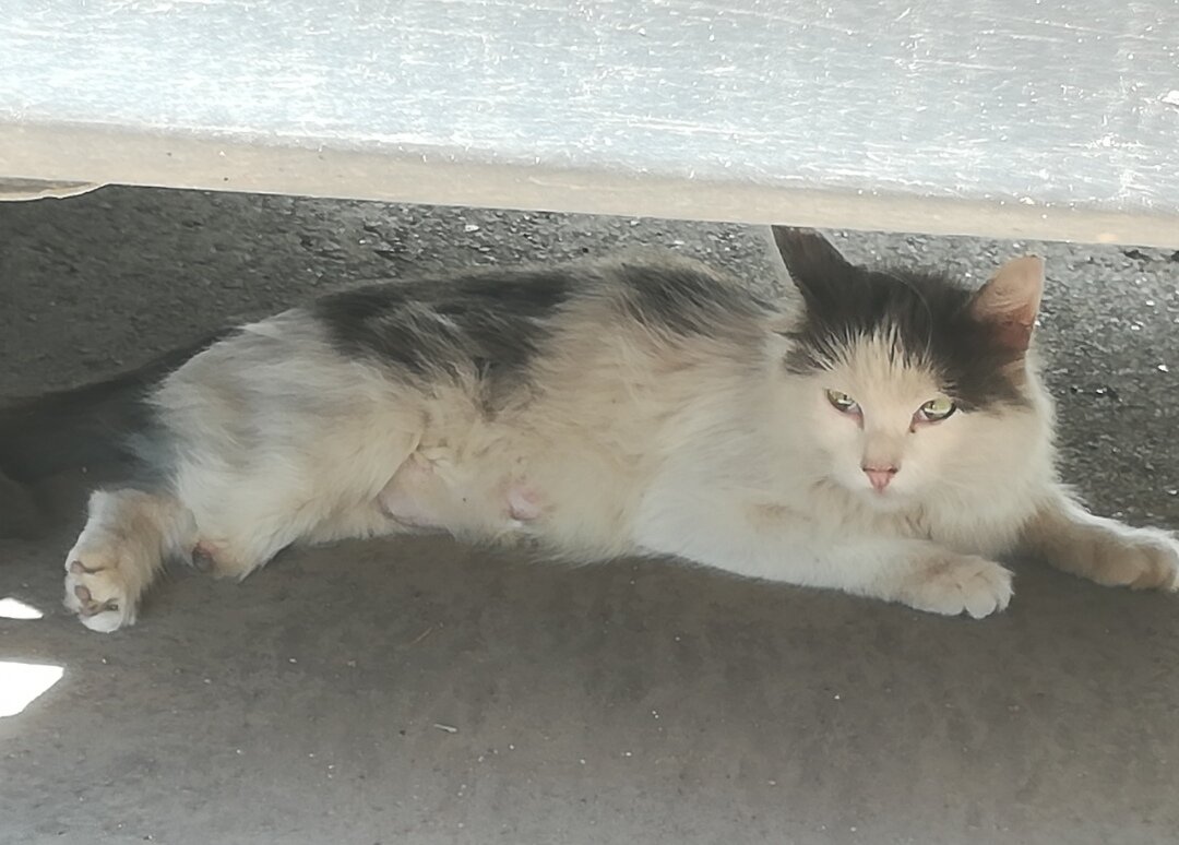 Никому не нужная кошечка спасалась под машинами, в подвалах. Состояние у нее было плохое, когда у волонтёров освободилось место на передержке. И её смогли взять. 