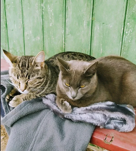 Люська и Кот