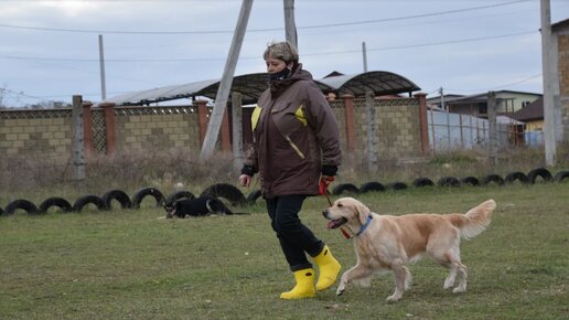 Соревнования инструкторов по дрессировке