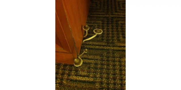 Грибы и плесень у стола. Фото сайта www.booking.com