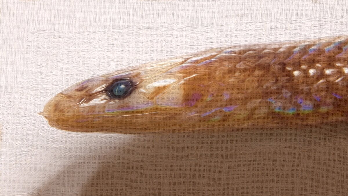 Изображение с сайта society.comments.ua