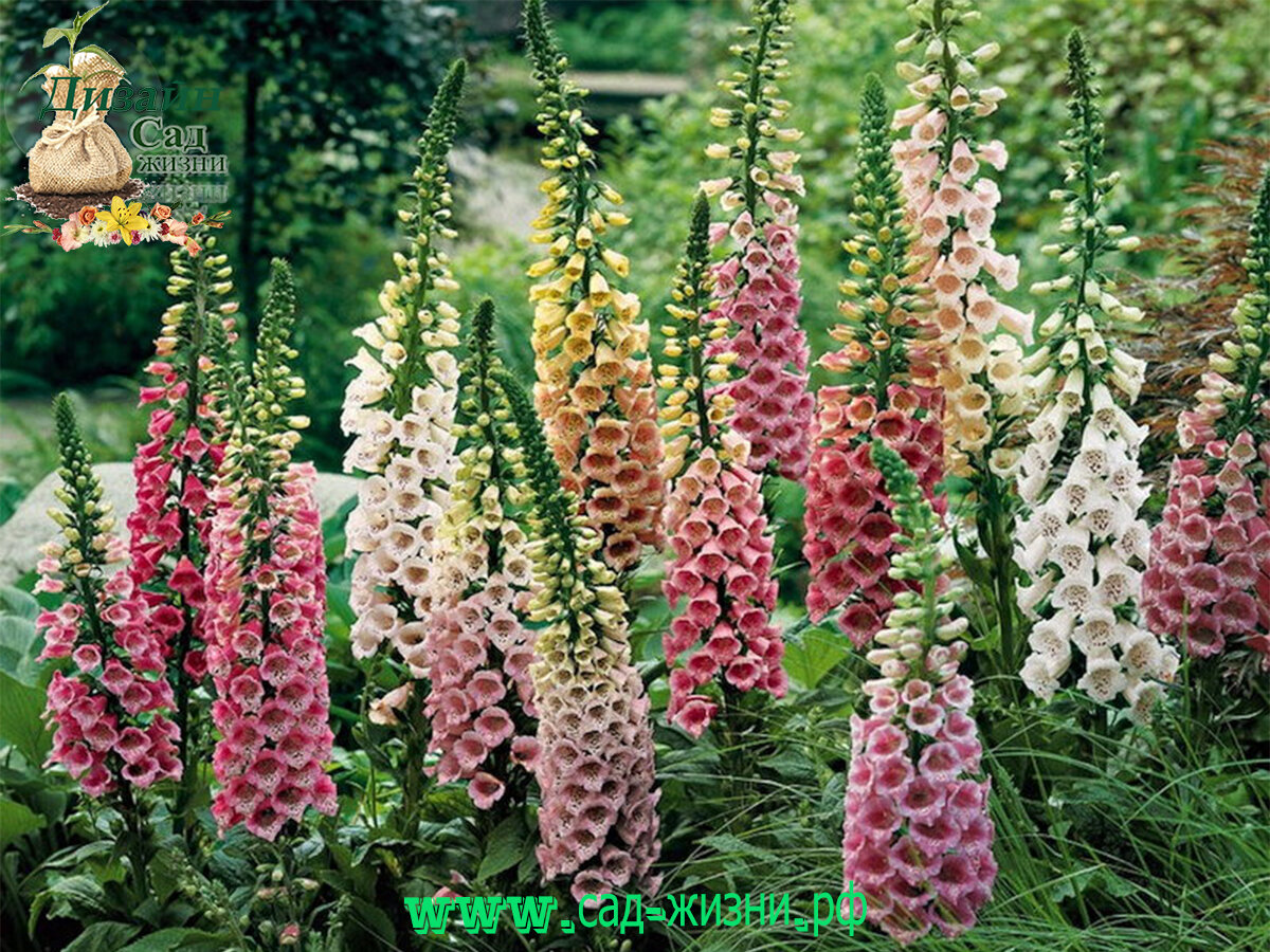 Наперстянка камелот. Дигиталис это. Наперстянка пурпурная – digitalis purpurea. Наперстянка пурпурная эксельсиор. Дигиталис это.