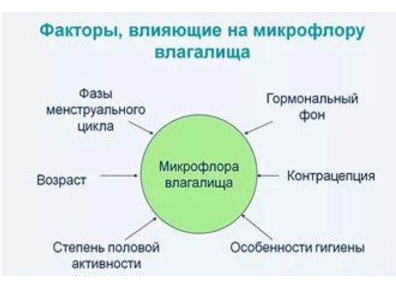 Лактобактерии у женщины