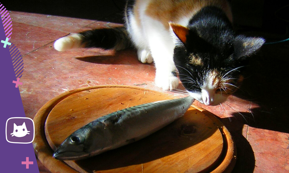 Рыба для кота - польза и вред, рыбные корма для кошек