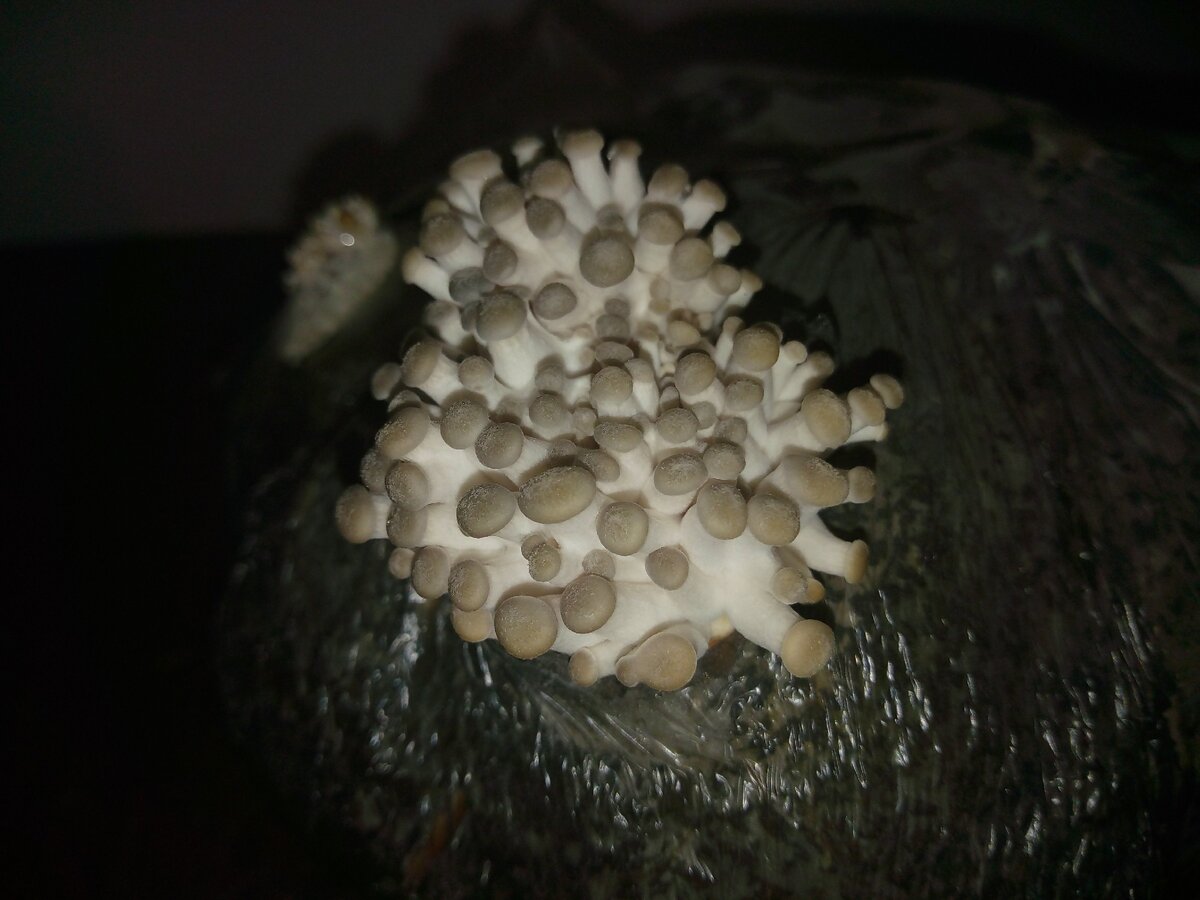 Первые сутки