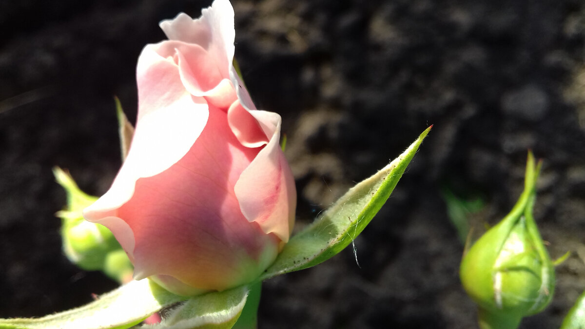 июнь 2017г. - форма бутона - фото автора