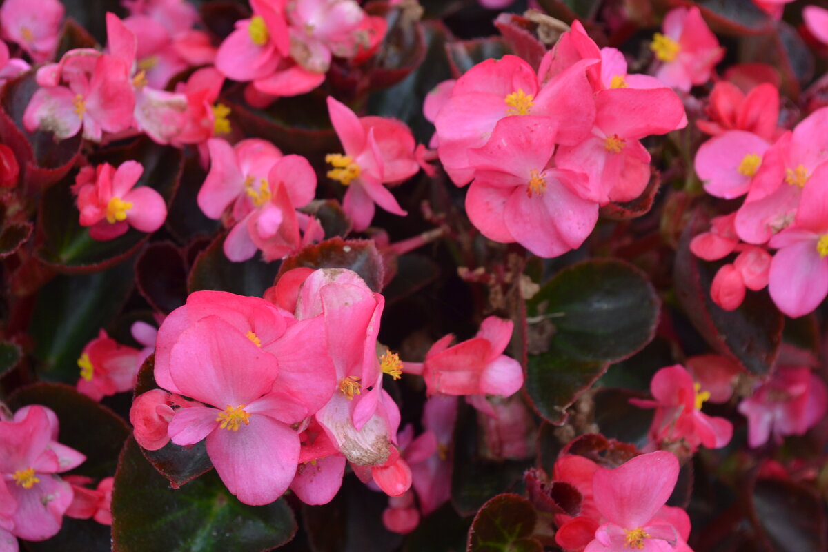 Вечноцветущие бегонии     Фото взято из интернета