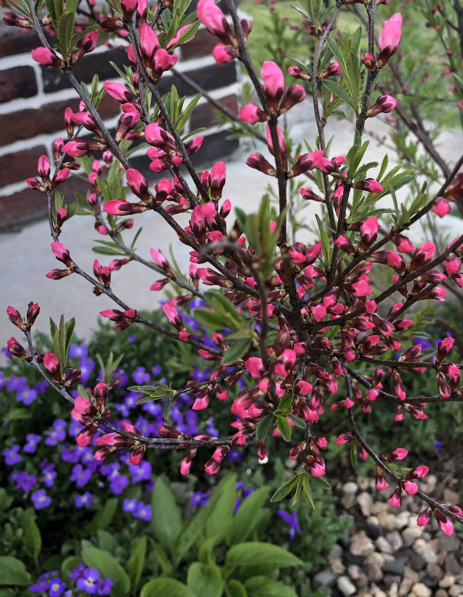 Набирает бутоны