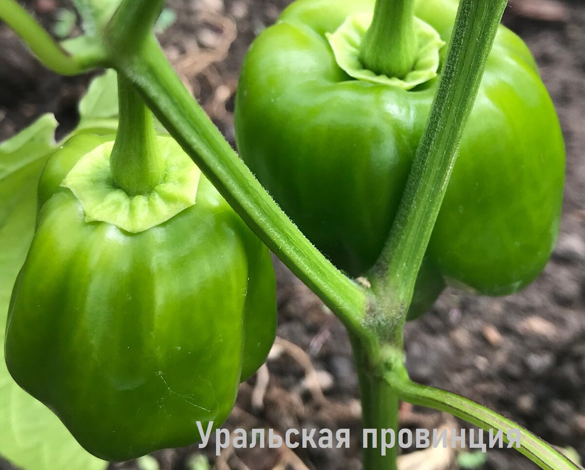Моё фото перца в теплице