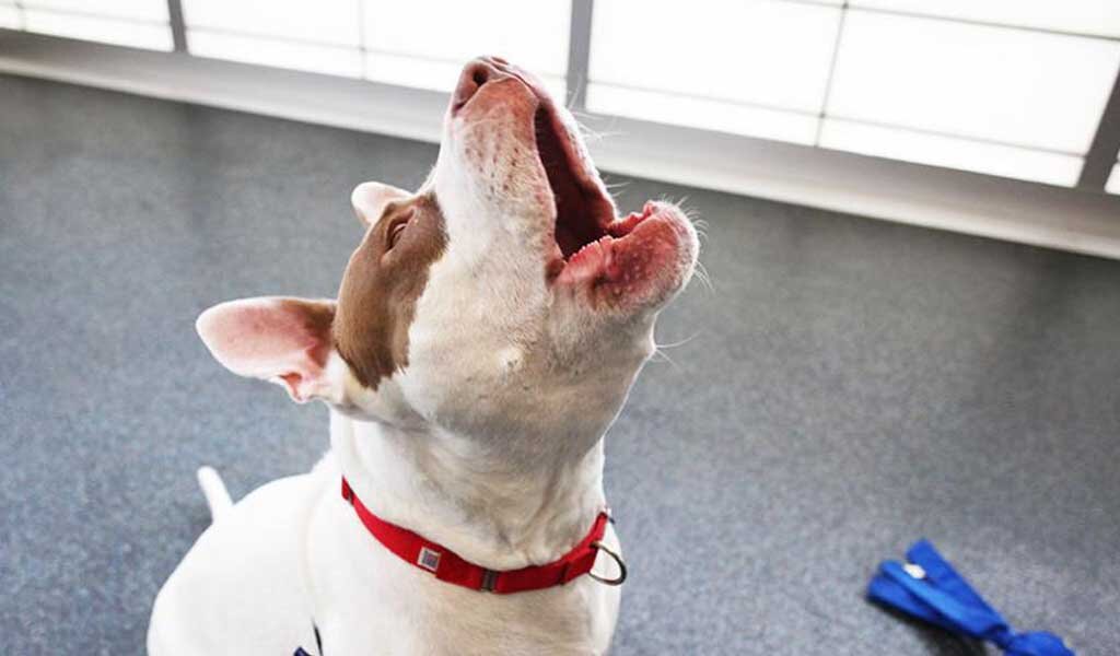 Такая музыка сведёт с ума кого хочешь