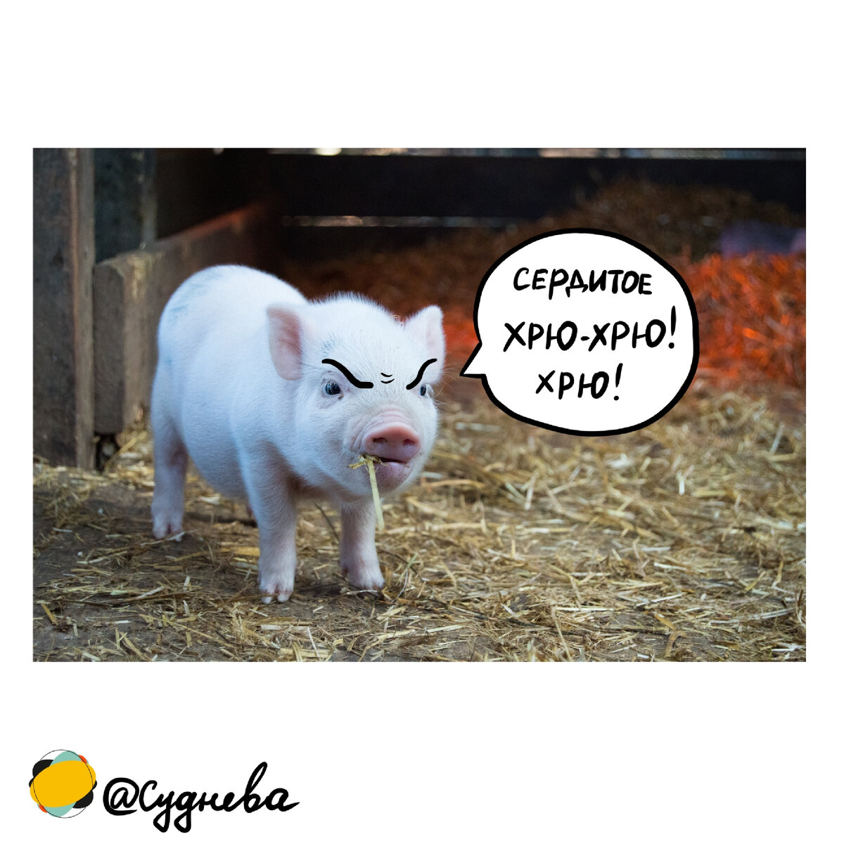 И тут начинается визг! Сердитый визг! Photo by Christopher Carson on Unsplash