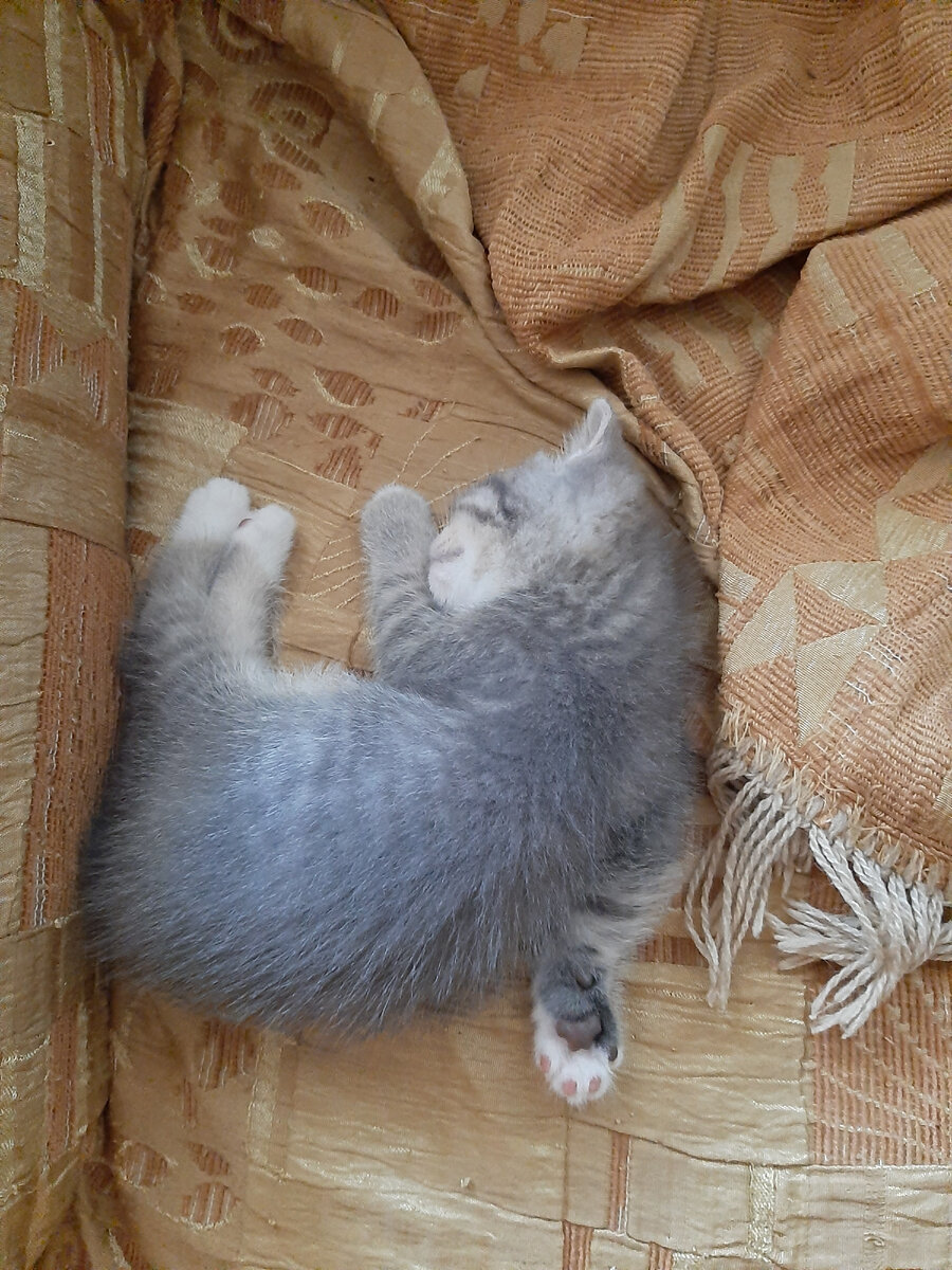 Разве котики умеют так спать?