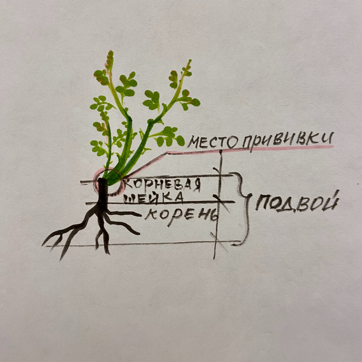 Строение привитой розы