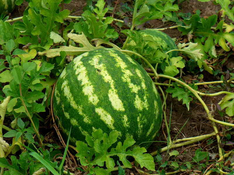 Арбуз (Фото используется по стандартной лицензии ©azbukaogorodnika.ru)