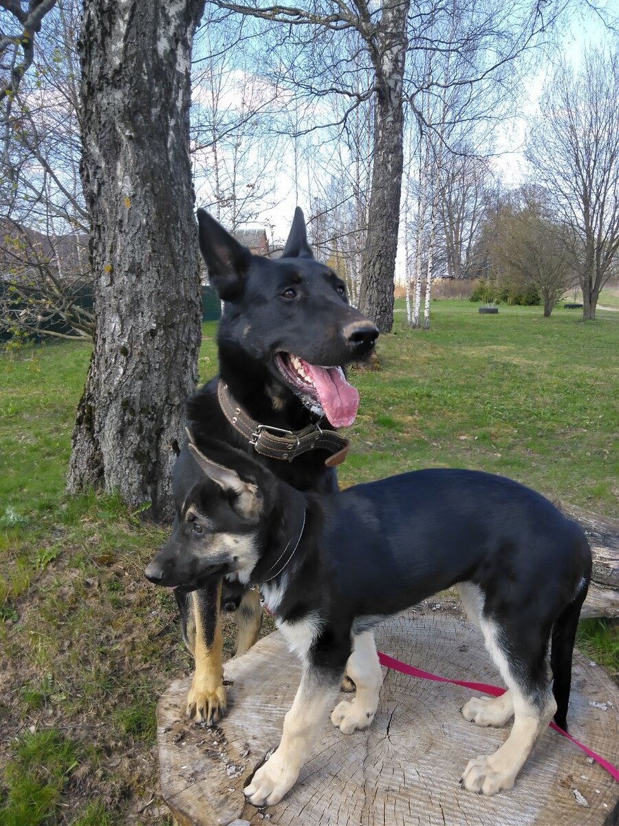 Первая совместная прогулка.