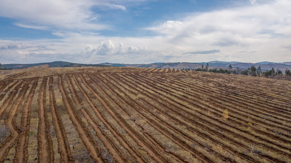 Борозды нужны для комфортной посадки и уходом за саженцами