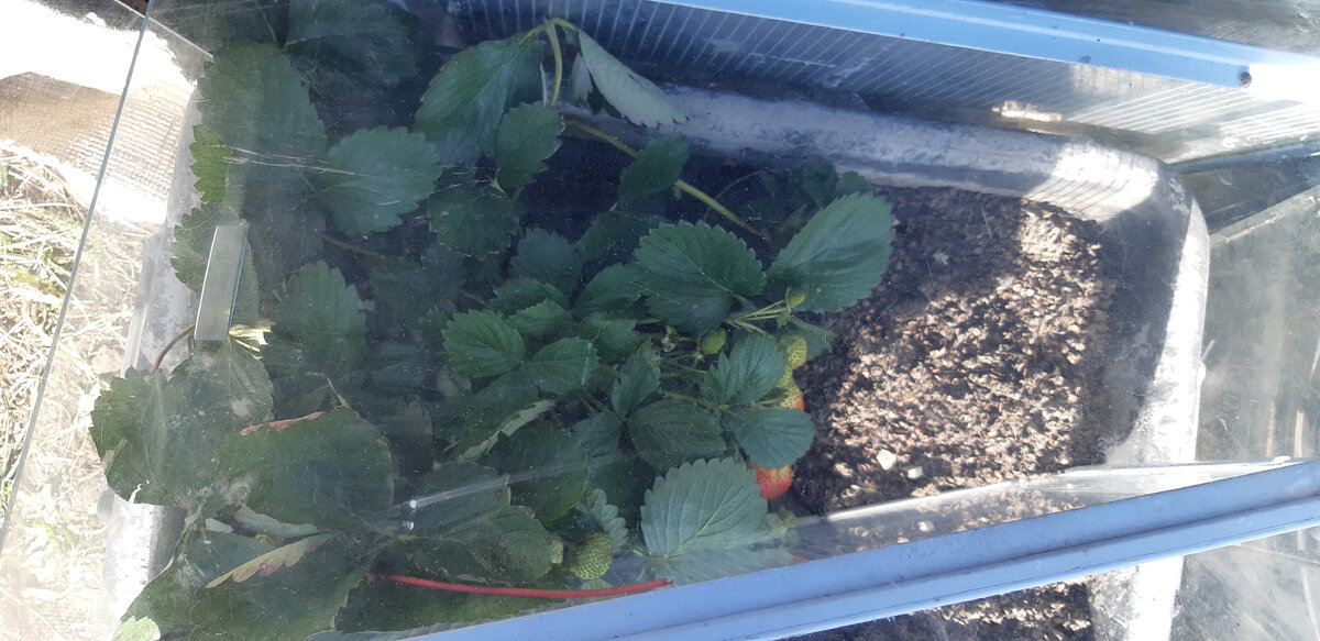 Елизавета Вторая под стеклом