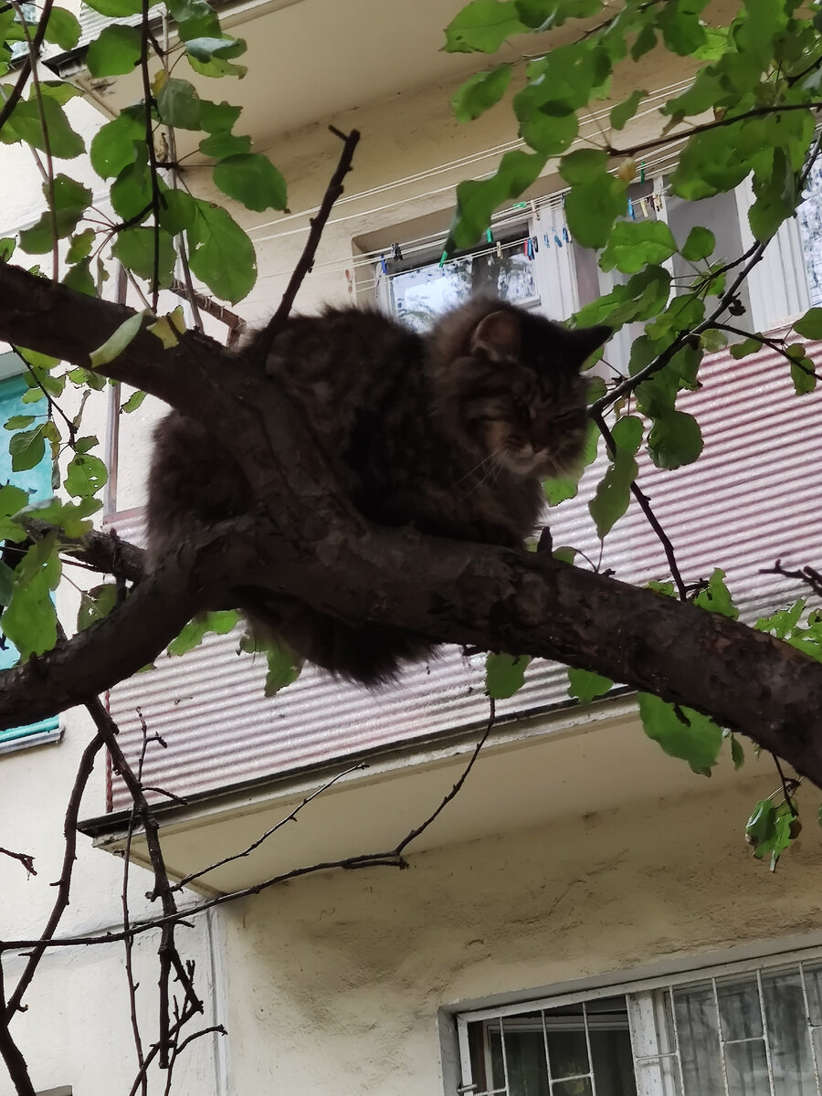 В нашем дворе живёт кот. Он появился в том году и сразу обратил на себя внимание нетипичным поведением. Ночи он проводит на дереве, крепко держась когтями ща ветку, днём сидит возле машины. Но взгляд: абсолютно осознанный, полный печали и знания жизни. Не знаю, что случилось с его хозяевами,но есть абсолютная параллель с пожилым человеком, который остался один и его уже мало что волнует. Приношу ему еды, а он смотрит прямо в глаза и проваливается сквозь