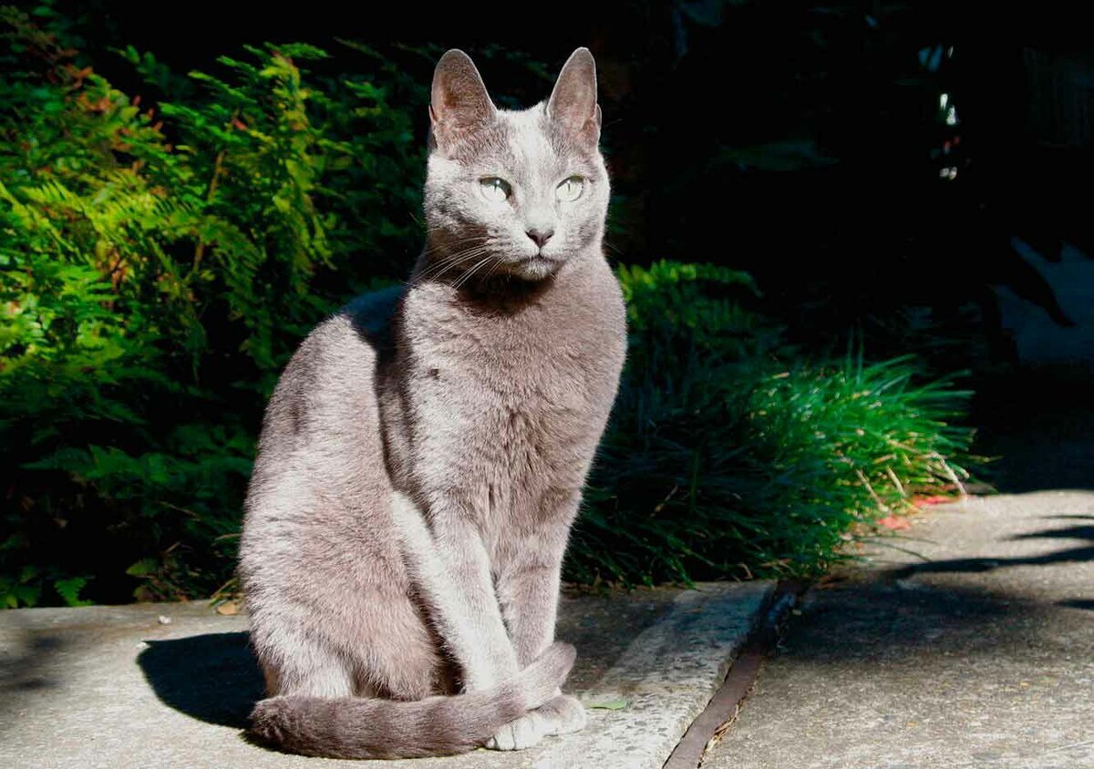 Русская голубая кошка