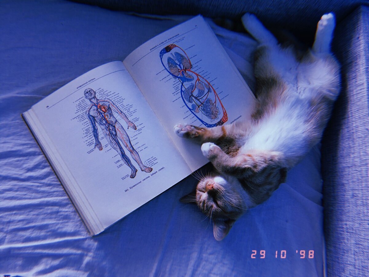 Учёба утомляет