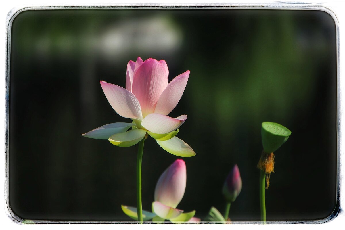 Розовый лотос. Фото из открытых источников.