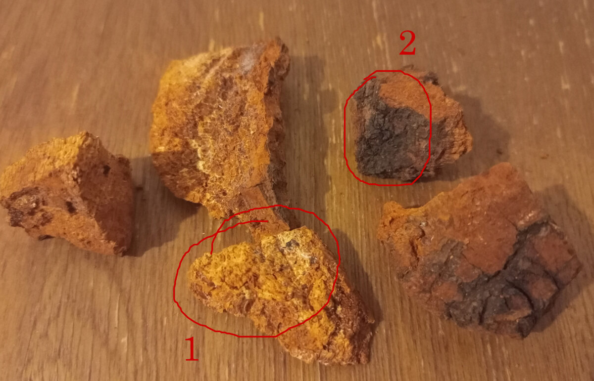 1 - бесполезный внутренний слой чаги; 2 - полезный наружный слой
