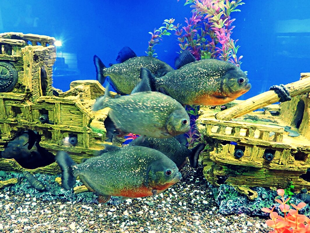 #аквариумные рыбки #пираньи #аквариумистика #рыба #содержание #содержание животных 