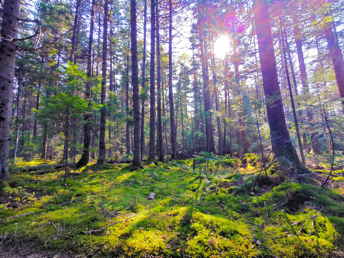 Сказочный лес, дорога до маяка