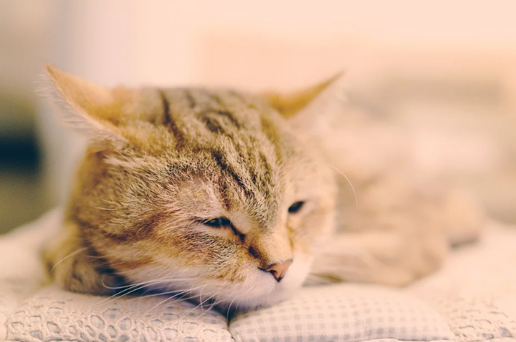 Добавьте описание