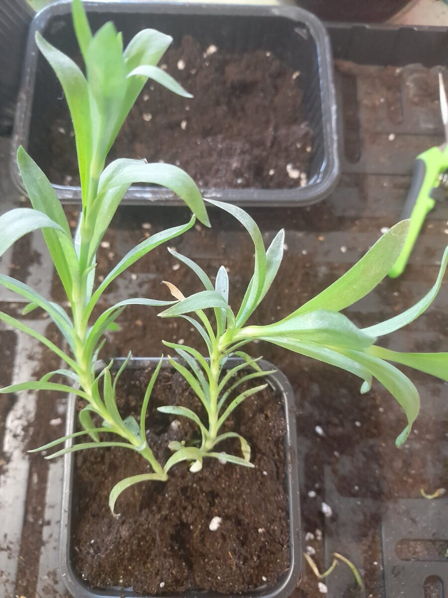 Растение вытянулось, пора обрезать.