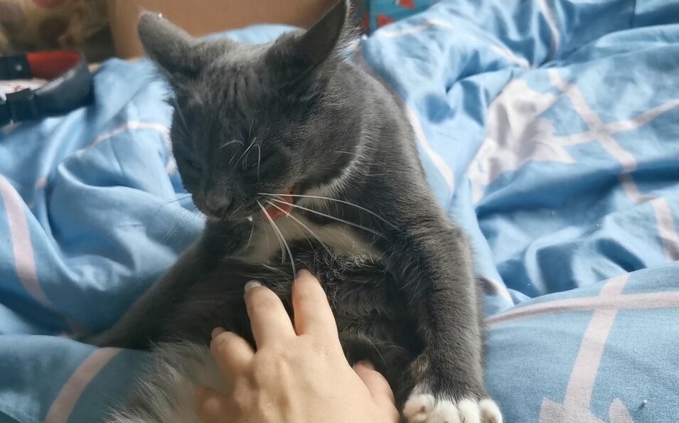 Злой кот