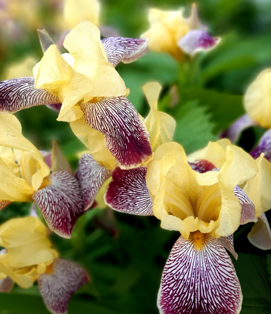 Цветы - для вашего настроения