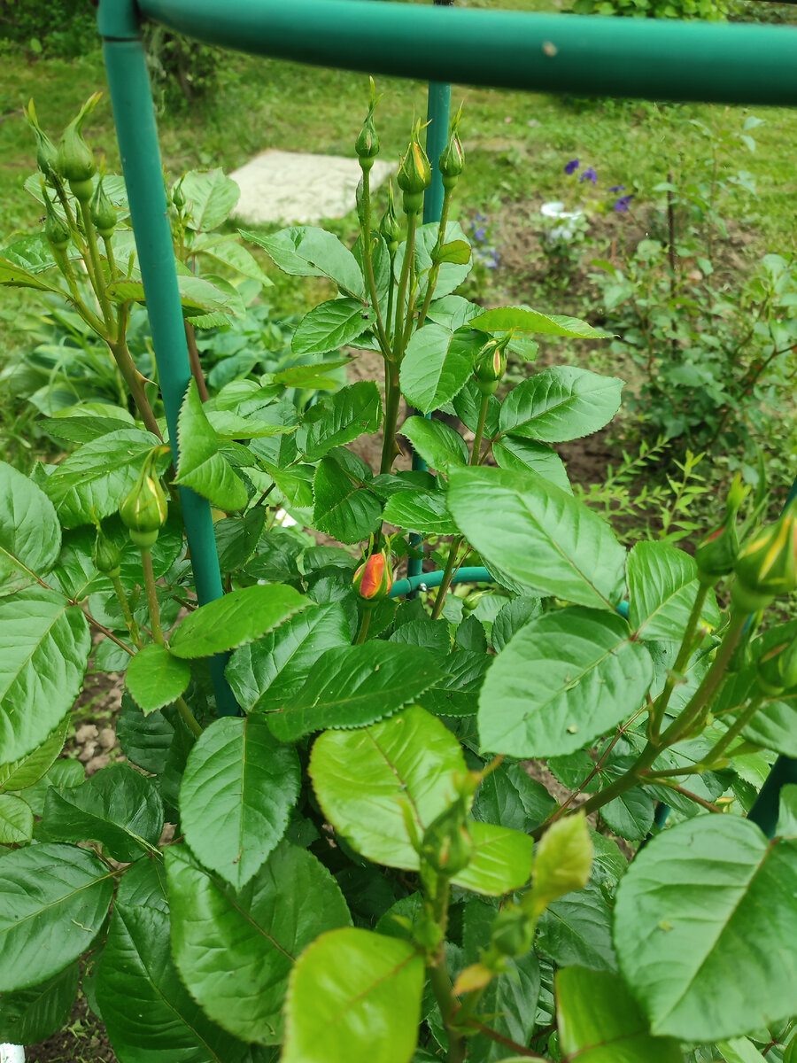 Со дня на день откроется первый в этом сезоне бутон розы. Это жёлтая, и её цветки пахнут просто нереально! 