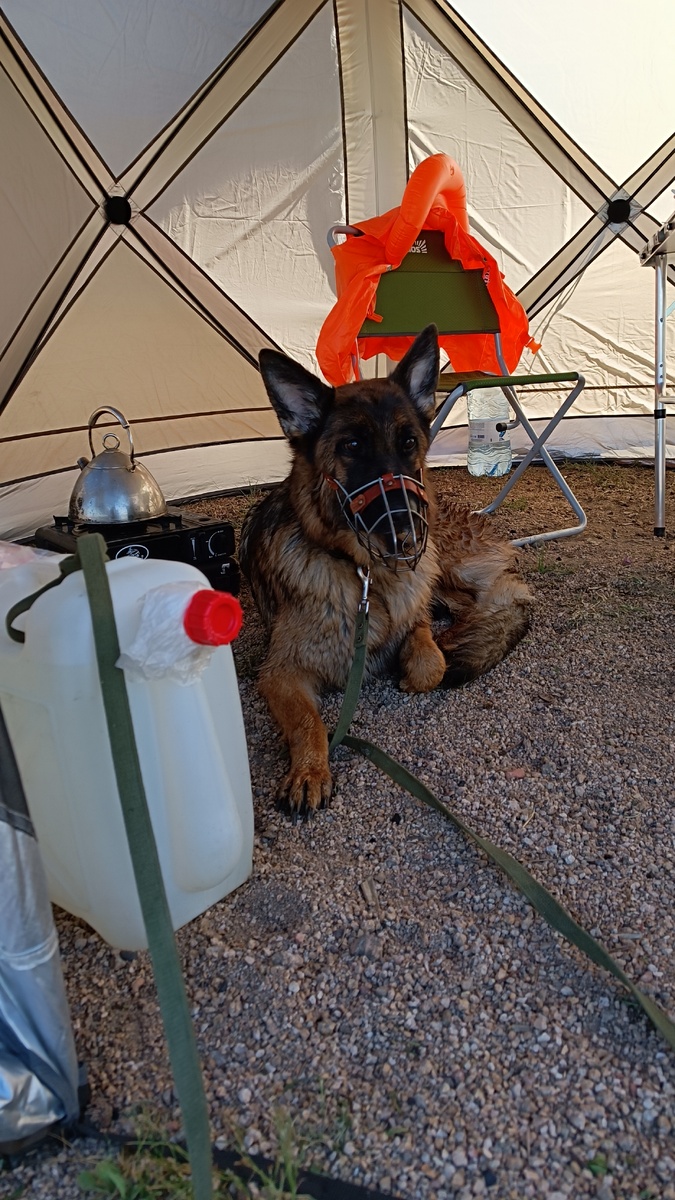 #туризмипутешествия #туризмиотдых #путешествиенамашине #путешествиессобакой #собакаспасатель 